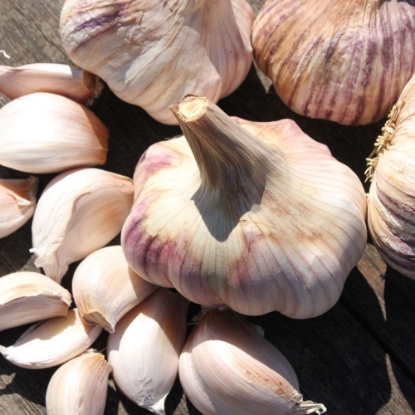 Picture of Garlic Bulbs Rose Wight (Hardneck) - Delivery From Mid Oct